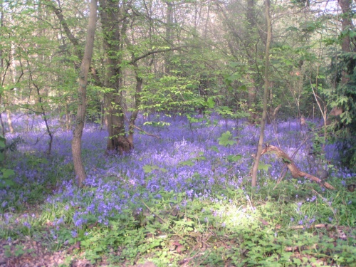 The woods where I live at spring with Bluebells